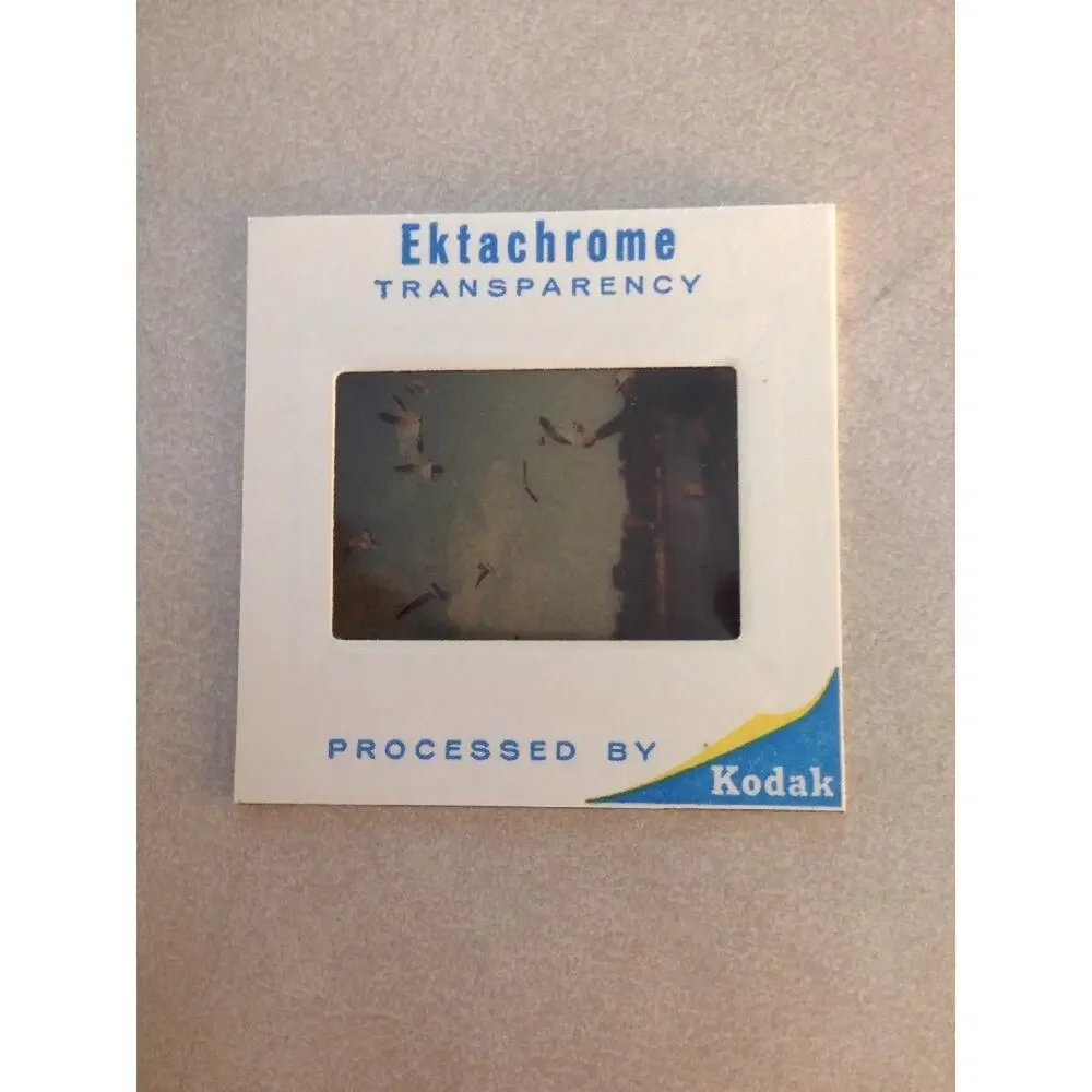 Lot of 2 Vintage 1970 Man Feeding Sea Gulls Ektachrome Photographs Color Slides